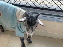 -怪兽屋·羊驼·猫咖·狗咖(俊华广场店)