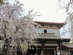 -西安青龙寺遗址景区