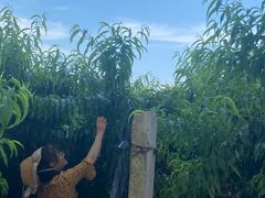 -老袁家蜜桃农场·阳山水蜜桃