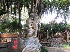 -瑞丽独树成林风景区