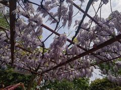 -嘉定紫藤园