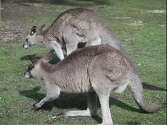 -威勒比开放式动物园