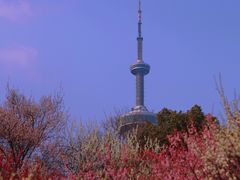 -南京古林公园