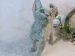 -十年猫舍·猫咪专门店(普陀店)