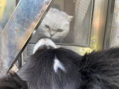 -凯瑞希宠物医院·狂犬免疫·微创·皮肤科