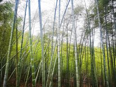 -潜山国家森林公园