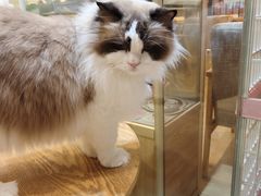 -藏猫猫咖啡主题馆(中央大道店)