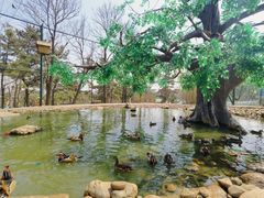 -西霞口神雕山野生动物世界