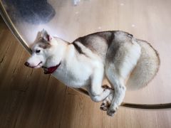 -Husky Go! 哈士奇体验馆·宠物咖啡厅狗咖