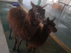 -泉州海丝野生动物世界