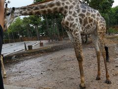 -清迈夜间动物园