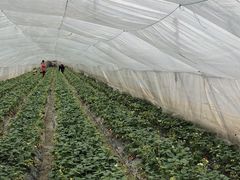 -小鱼草莓采摘园农家乐·小鱼餐厅