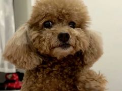 -米苏动物医院·犬猫专科·骨科外科内窥镜