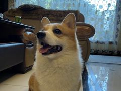 -萌宠之家·腊肠犬·马尔泰·小体犬舍