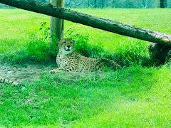 -北京野生动物园