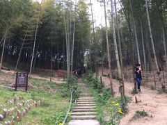 -宁波浙东大竹海景区
