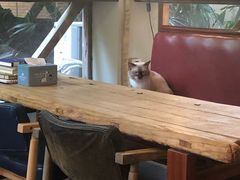 -有猫主题·治愈系猫咖(曾厝垵店)