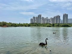 -五缘湾湿地公园