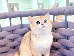 -lincat·猫舍(广州店)