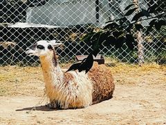 -青藏高原野生动物园