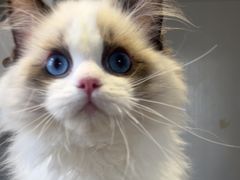 -东方名猫馆·英短金渐层布偶猫舍(环线广场1号楼店)