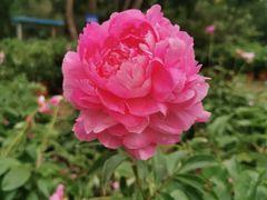 -广西壮族自治区药用植物园