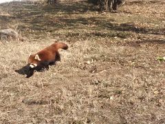 -合肥野生动物园