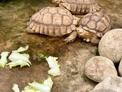 -南宫五洲植物乐园