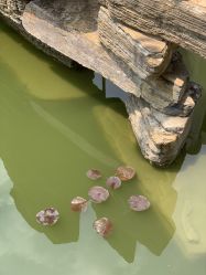 点击看大图 -安琪朵朵独栋花园月子中心