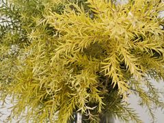 -艾加柒克蛋糕茶歇甜品台(春熙路店)