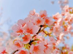 -顾村公园