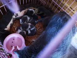 -萌宠亲子动物乐园(槐房万达店)