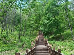 -云岭野山参风景区