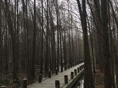 -桤木河湿地公园