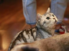 -猫友咖啡店(玉林西路店)