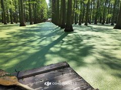 -渌洋湖湿地公园