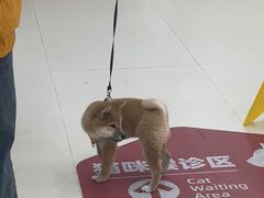 -御宝贝24h宠物医院·转诊中心·CT核磁血透中心(厦门总院)