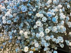 -双季花艺园艺市场(浦东店)