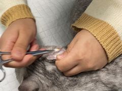 -嘉馨宠物医院·CT影像转诊·心脏科·犬猫全科诊疗中心(下沙大学城院区)