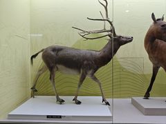 -国家自然博物馆