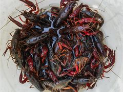 -同銮特种养殖场·龙虾垂钓