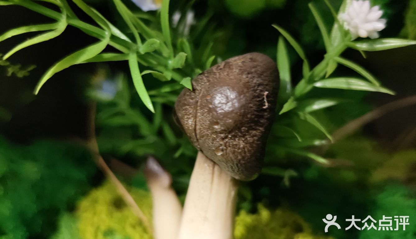 鲜味就直冲天灵盖，味道绝了！商家寄来的菌子做汤超棒