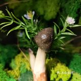 鲜味就直冲天灵盖，味道绝了！商家寄来的菌子做汤超棒