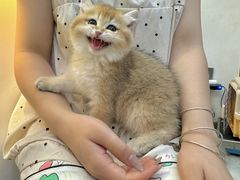 -钦宠·猫咪售卖·洗护·寄养(东圃旗舰店)