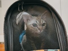 -派联宠物医院·24h·CT·异宠
