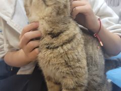 -滚猫咖啡·猫咖·猫友好撸猫(未来城店)