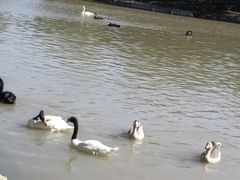 -上海野生动物园老虎餐厅