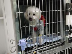 -汪喵宠物医院·骨科心脏影像·犬猫急重症ICU诊疗中心(成华分院)