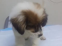 -喜多萌中农锦绣动物医院24H·猫科·牙科MRI·CT