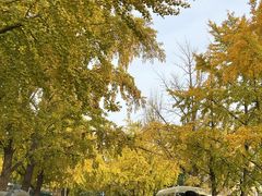 -三里屯东五街银杏大道